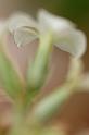 Fiori e Natura - 062